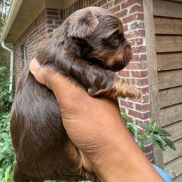 Lucky - Chocolate and tan male Yorkshire Terrier puppy in Pearl, Mississippi from Amazing Companions Kennel