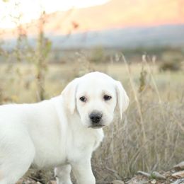 Labrador Retriever Puppies from Heavenly polar labs