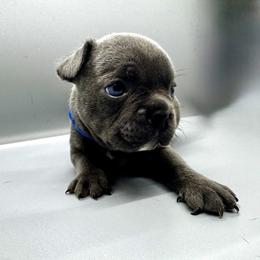 French Bulldog Puppies from DREYCs Frenchies