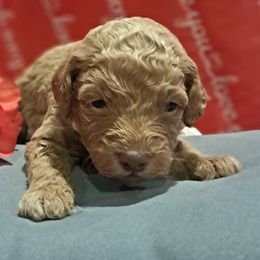 Aussiedoodles and Cockapoos from Ouachita River Cockapoos