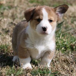 Pembroke Welsh Corgi Puppies from Dragonfly Corgis