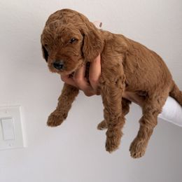 Pink - Red  female Goldendoodle puppy in Naples, Florida from Goldendoodles Of Naples