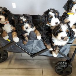 Bernedoodle, Bernese Mountain Dog, Cavapoo, and Goldendoodle Puppies from Happy Valley Doodles