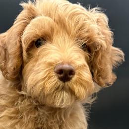 Cavapoos and Goldendoodles from Agape Southern Farms