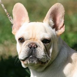 Lobo - French Bulldog