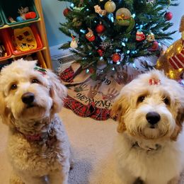 Goldendoodle All Grown Up from Lake Oakdale Doodles
