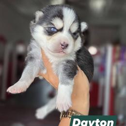 Dayton - Black and white male Pomsky puppy in Mc Callsburg, Iowa from SZ Rolling Acres LLC