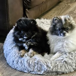 Pomeranian Puppies from Bear Valley Pomeranians