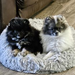 Pomeranian Puppies from Bear Valley Pomeranians