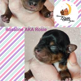 Rosaline aka Rosie - Black and tan female Yorkshire Terrier puppy in Moses Lake, Washington from Harmony Hills Yorkies
