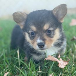 Jackpot - Black and tan male American Corgi puppy in East Oakdale, California from Rhettro Kennels