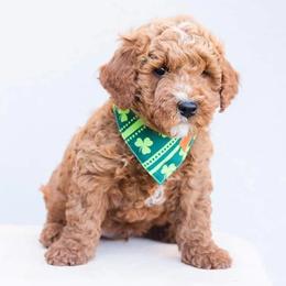 Aussiedoodle and Goldendoodle Puppies from Ever After Doodles Arizona