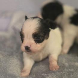Carmen - White black and tan female Papillon puppy in Myakka City, Florida from LaRae's Papillons