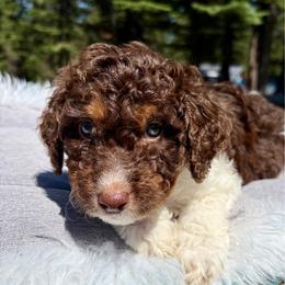 Aspen green collar - Brown and white male Aussiedoodle puppy in Clarkston, Washington from Doodle & Poodle Palace