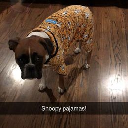 Boxer All Grown Up from Magen's Boxers