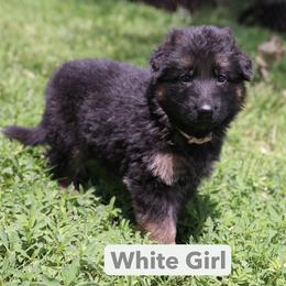 Girl 1 - Black and red female German Shepherd puppy in Humboldt, Iowa from Valiant Shepherds