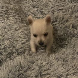 Girl 1 - West Highland White Terrier puppy in Prudenville, Michigan from Randy Ellen West Highland White Terriers of Michigan