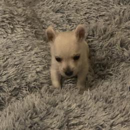 Girl 1 - West Highland White Terrier puppy in Prudenville, Michigan from Randy Ellen West Highland White Terriers of Michigan