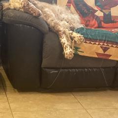 Blossom - English Setter
