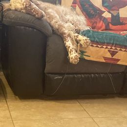 Blossom - English Setter