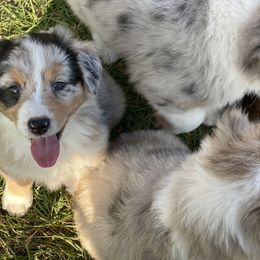 Australian Shepherd, Miniature Australian Shepherd, and Toy Australian Shepherd Puppies from Circle JTS Ranch