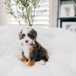 Annie - Merle female Bernedoodle puppy in Murray, Utah from Sun Valley Doodles
