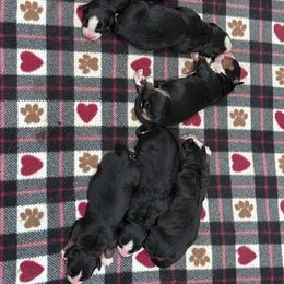 Male 3 - Black rust and white male Bernese Mountain Dog puppy in Collinsville, Texas from Berner Dynasty