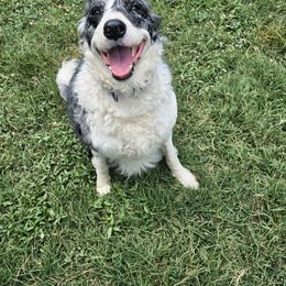Yuki - Blue merle female Border Collie puppy in Gaffney, South Carolina from On the Lamb