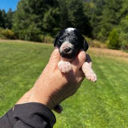 Mia - Parti female Poodle puppy in Wolf Creek, Oregon from Dejah Bleu Kennels