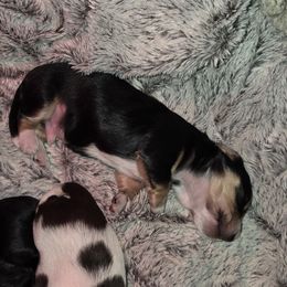 Dachshund Puppies from Mini Dachshund Loves