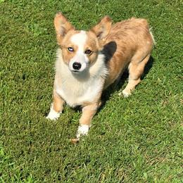 American Corgi puppies from Double K Corgis