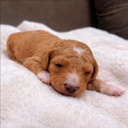 Hawk - Apricot male Goldendoodle puppy in Pittsburg, Texas from Grace Springs Goldendoodles