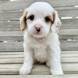 Daisy (Green) - Parti female Goldendoodle puppy in Twin Falls, Idaho from Magic Valley Family Doodles