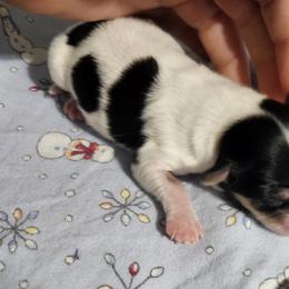 Roxie - White black and tan female Papillon puppy in Fulton, Missouri from Papillon Love