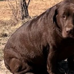 Phoebe - Labrador Retriever
