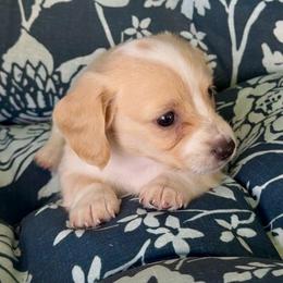 COCONUT Cream piebald - Cream female Dachshund puppy in Fort Pierce, Florida from Meldox