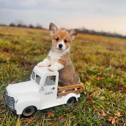 Kit-Kat - Red male Pembroke Welsh Corgi puppy in Sheldon, Missouri from Clearsky Corgis