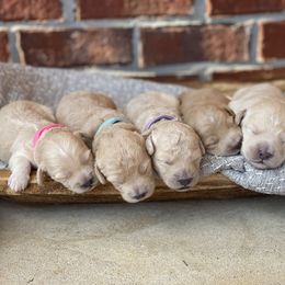 Goldendoodle Puppies from Gulf Coast Mini Doodles