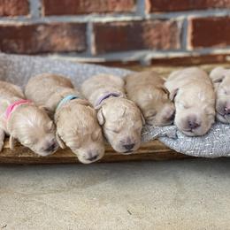 Goldendoodle Puppies from Gulf Coast Mini Doodles