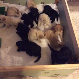 Goldendoodle Puppies from Davis Doodles