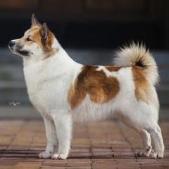 Icelandic Sheepdogs from Caradoc Kennel