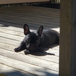 French Bulldog All Grown Up from TLC Frenchies