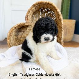 Mimosa English Teddybear - Parti female Goldendoodle puppy in Grove, Oklahoma from Guinn Family Farms