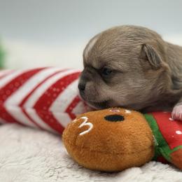 Boy 1 - Fawn male Chihuahua puppy in Lee Center, New York from Alfheim-Andromeda Chihuahua's (A &A's)