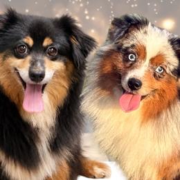 Toy Australian Shepherd puppies from Legendmaker MAS
