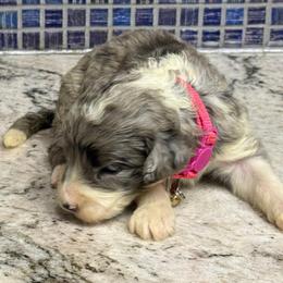 Floralia - Blue merle and white female Sheepadoodle puppy in Chesapeake, Virginia from Doodle-Cove