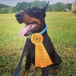 Doberman Pinschers from Krigar Dobermans