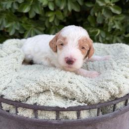 Anthony - Parti male Goldendoodle puppy in Barstow, California from Golden Desert Doodles