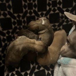 Chihuahua Puppies from Watts Hotmess Chihuahuas