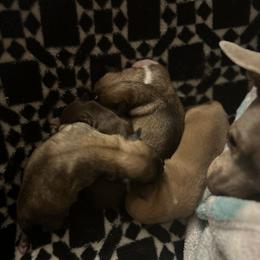 Chihuahua Puppies from Watts Hotmess Chihuahuas